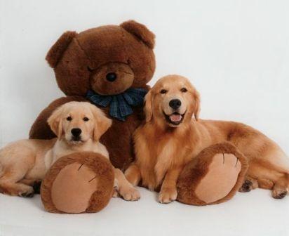 golden teddy bear dog